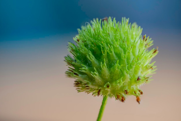 Foto a macroistruzione della pianta verde