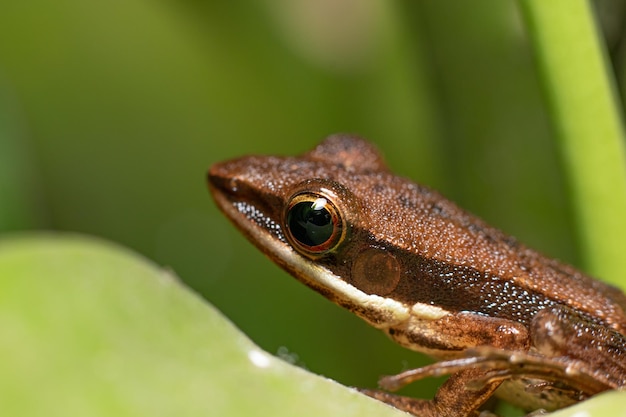 foto a macroistruzione della rana sulla foglia verde