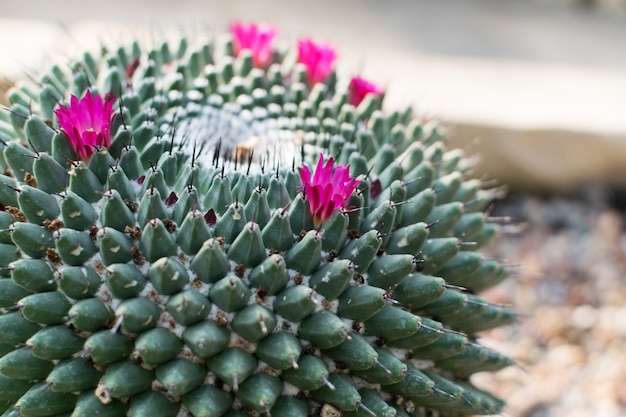 Foto a macroistruzione di cactus appuntiti e soffici, cactaceae o cactus