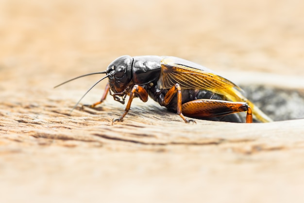 Foto a macroistruzione di cricket