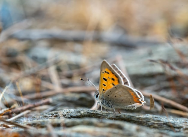 Foto a macroistruzione di farfalla di rame o lycaena phlaeas