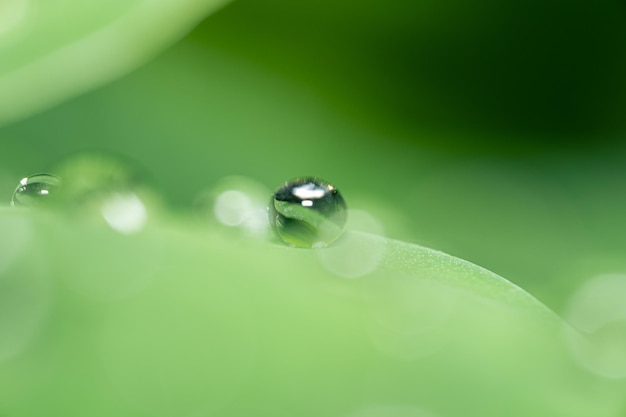 Foto a macroistruzione di gocce d'acqua sulle foglie di taro