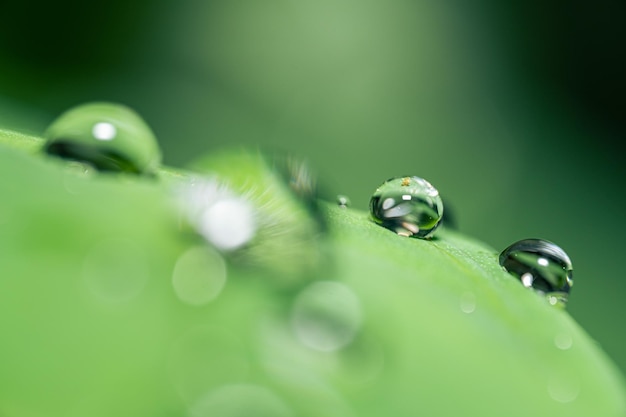 Foto a macroistruzione di gocce d'acqua sulle foglie di taro