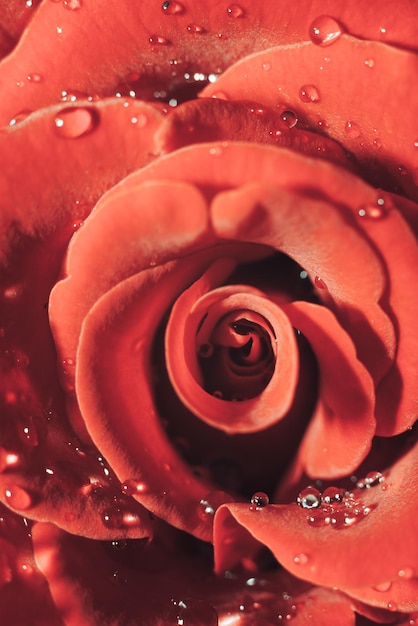 Foto a macroistruzione di gocce e rose rosse