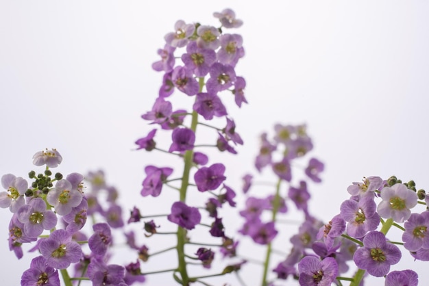 Foto a macroistruzione di piccoli fiori al coperto viola su sfondo bianco