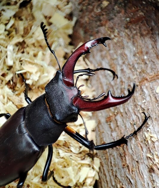 Foto a macroistruzione di un cervo volante su segatura