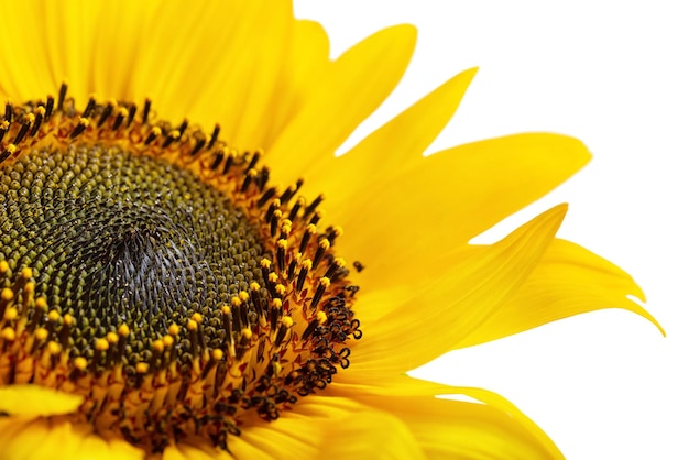 Foto a macroistruzione di un girasole su uno sfondo bianco isolato