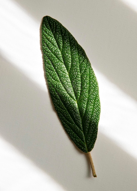 foto a macroistruzione di una foglia verde su una trama di sfondo bianco