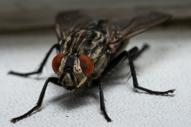 Foto a macroistruzione di una mosca