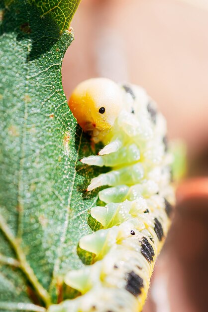 Foto a macroistruzione di una pista che divora una foglia verde in una giornata di sole