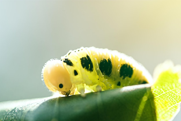 Foto a macroistruzione di una pista che divora una foglia verde in una giornata di sole