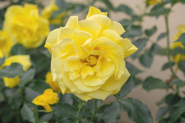 Foto a macroistruzione di una rosa gialla