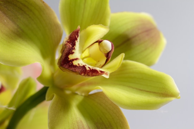 Foto a macroistruzione estrema del fiore giallo dell'orchidea usata come priorità bassa