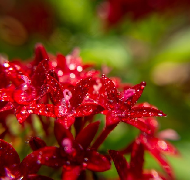 Foto a macroistruzione. Rosso egiziano starcluster(Starflower) fiore e gocce d'acqua. Sfondo sfocato verde