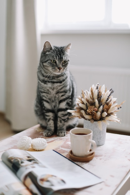 foto accogliente di un gatto divertente a casa