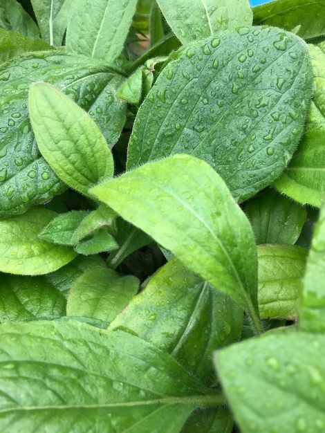 Foto acqua piovana su una foglia verde