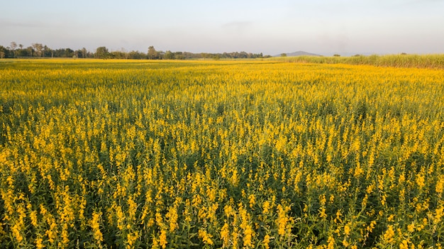 Foto aerea da droni di campo di pummelo Bella giallo dorato