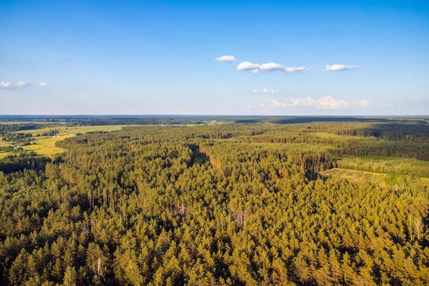 Foto aerea della foresta di abete rosso in campagna