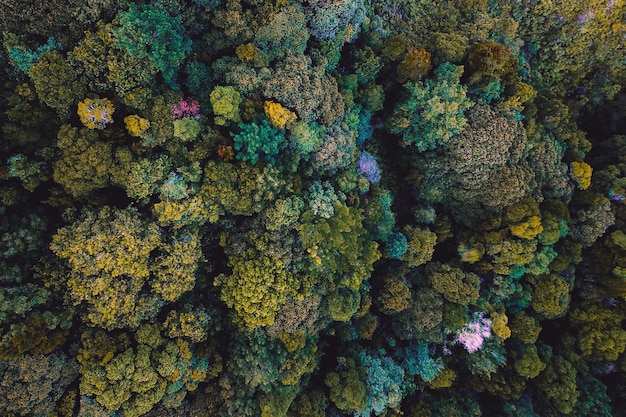 Foto aerea della foresta