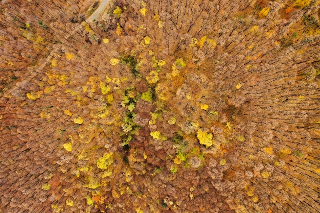 Foto aerea di un bosco colorato in autunno