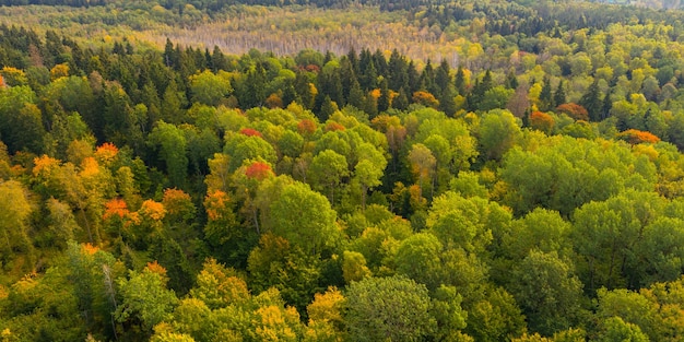 Foto aerea di una foresta con alcuni alberi gialli e rossi