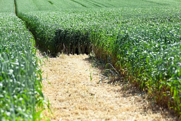 Foto agricoltura Europa