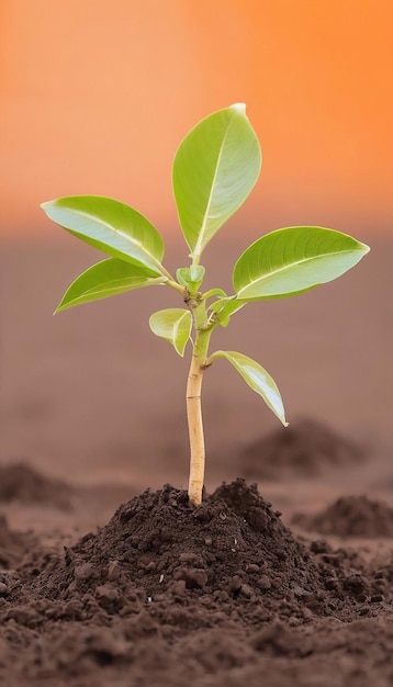 Foto albero giovane nel concetto di ecologia dell'ambiente del suolo