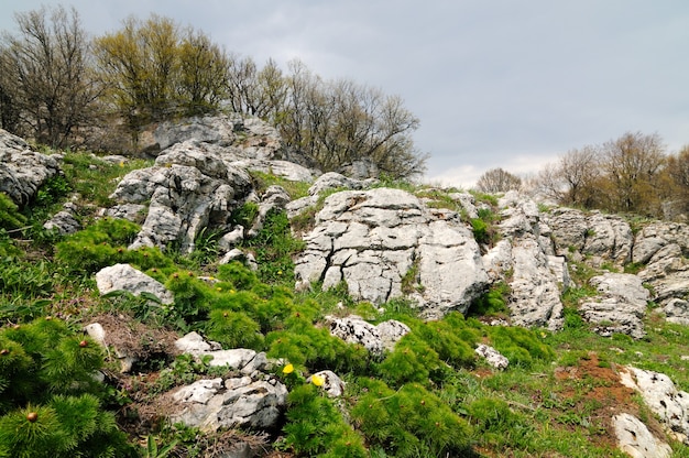 Foto all'aperto, prato con erba verde disseminata di grandi pietre e massi, cielo con nuvole grigie e alberi