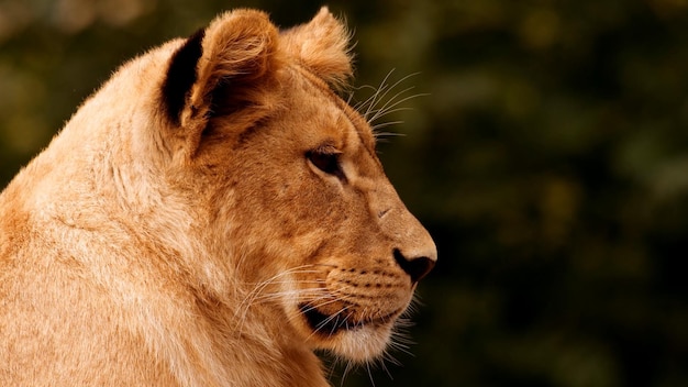 Foto animale safari leone maschio
