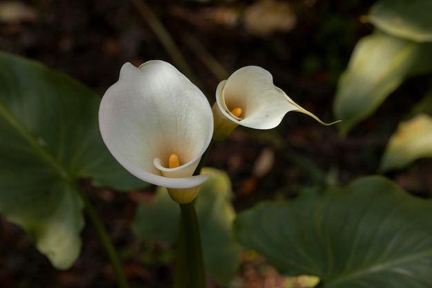 Foto artistica di un fiore Calla Lily o alcatraz nel campo