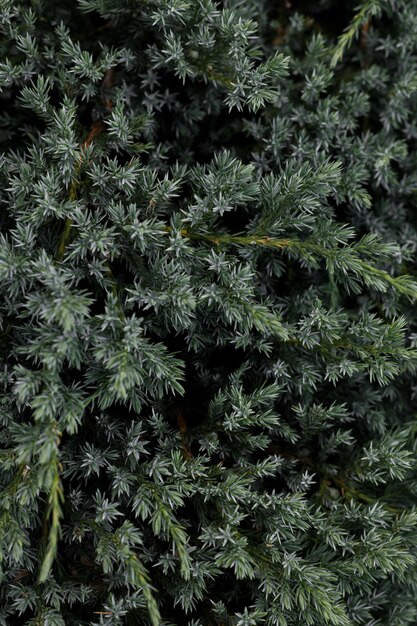 Foto astratta verde di verticale della pianta della conifera del fondo