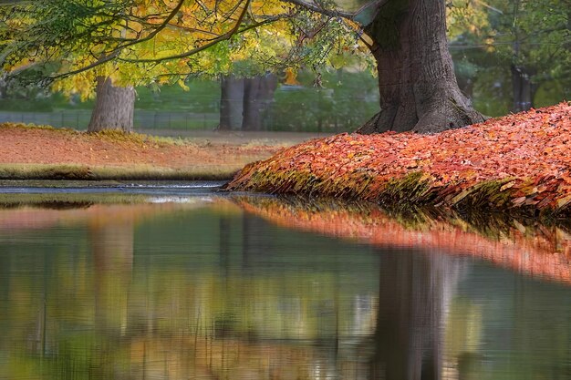 Foto astratto singolo albero d'autunno in piedi nell'erba lunga sulla riva di un fiume primo piano estremo rendering 3D