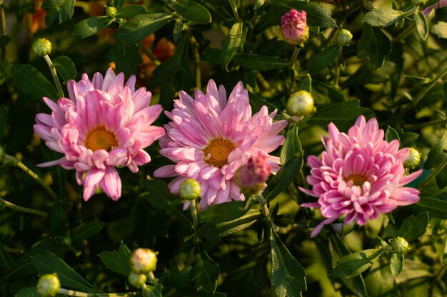 Foto autunno fiori carini astri lilla con boccioli