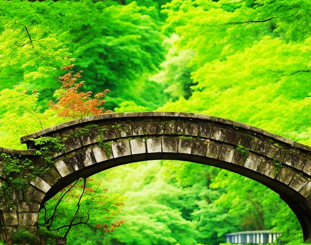 Foto bellissima vista del verde e di un ponte