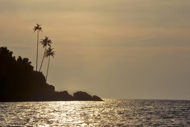 Foto bellissimo paesaggio di palme e nuvole a Goa in India