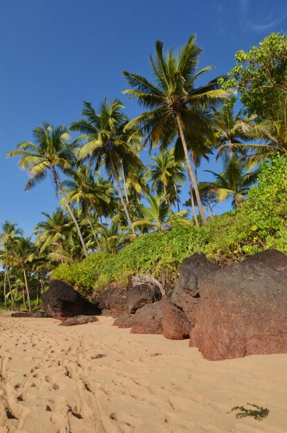 Foto bellissimo paesaggio di palme e nuvole a Goa in India