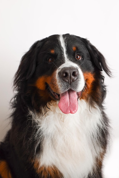 Foto Bovaro del Bernese su sfondo bianco Studio shot di un cane davanti a uno sfondo isolato