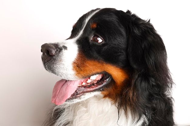 Foto Bovaro del Bernese su sfondo bianco