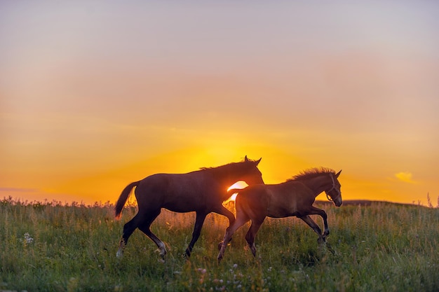 Foto cavalli che camminano per il campo su uno sfondo tramonto