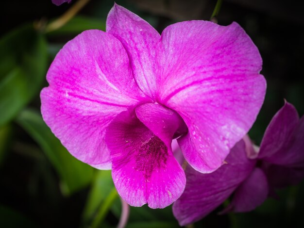 Foto chiave di orchidea Vanda, orchidea viola