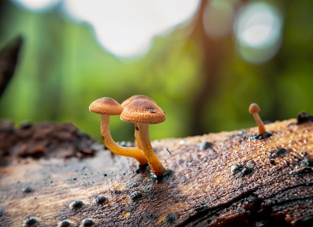 foto close up iper concentrato su un piccolo fungo sul legno