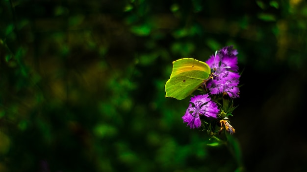 Foto colorate di una farfalla verde seduta su un fiore viola in mezzo alla natura