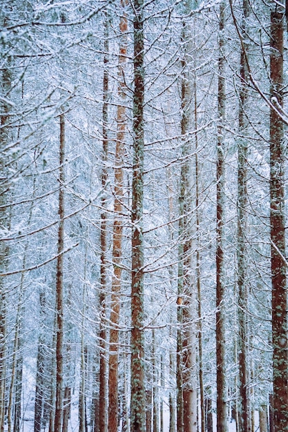Foto completa degli alberi di pino nella foresta durante l'inverno