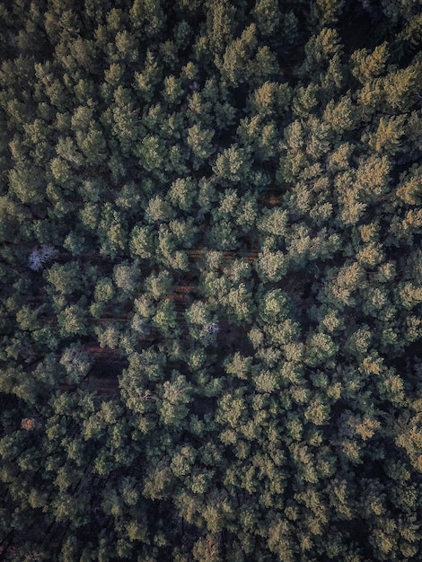 Foto completa degli alberi