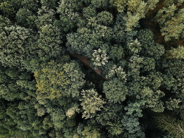 Foto completa degli alberi