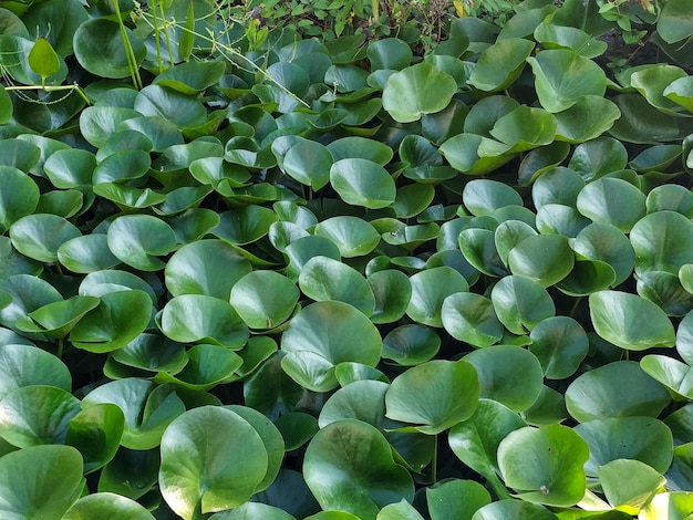 Foto completa del giglio d'acqua del loto