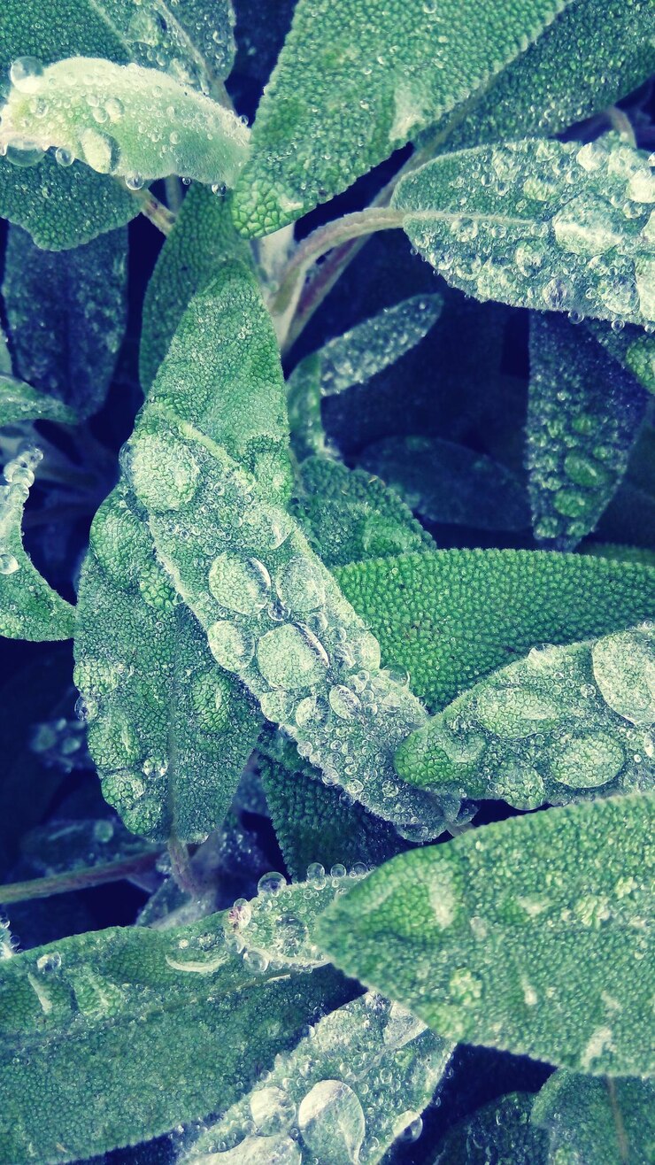 Foto foto completa di gocce d'acqua su foglie verdi