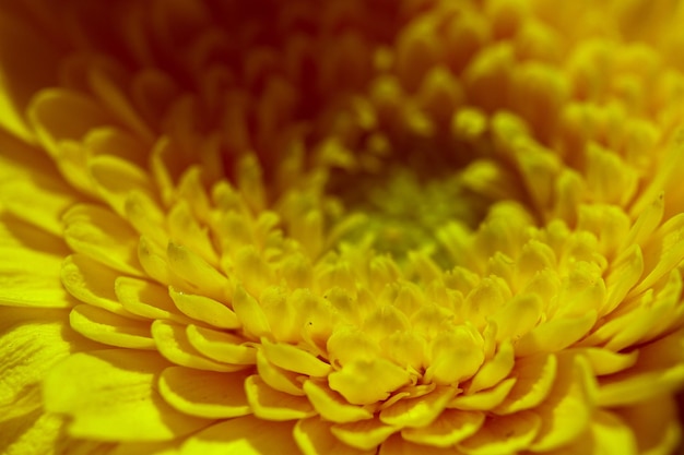 Foto completa di un fiore giallo che fiorisce all'aperto