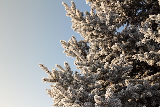 Foto d'inverno del parco