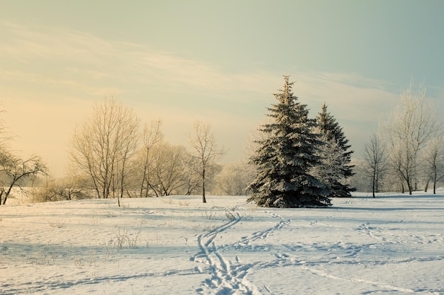 Foto d'inverno del parco